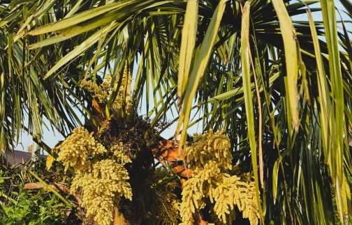 How to grow Trachycarpus fortunei