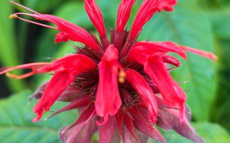 How To Grow Monarda