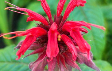 How To Grow Monarda