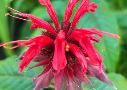 How To Grow Monarda