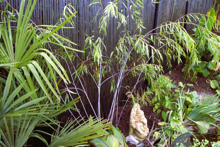Growing Salix Acutifolia ‘Blue Streak’