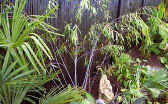 Growing Salix Acutifolia ‘Blue Streak’