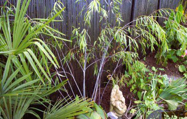 Growing Salix Acutifolia ‘Blue Streak’