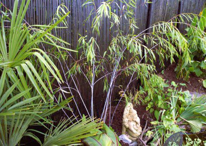 Growing Salix Acutifolia ‘Blue Streak’