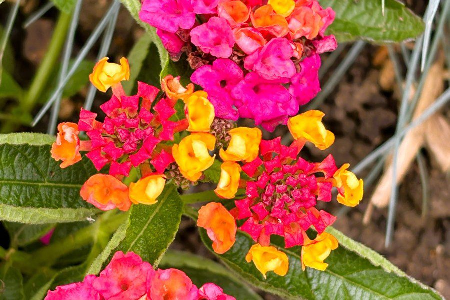 Is Lantana hardy in the Uk