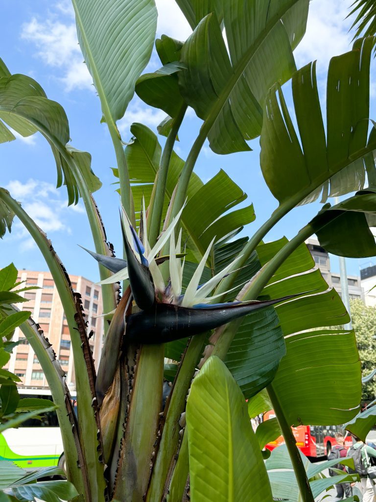 How to Grow Strelitzia: A Guide to the Bird of Paradise Plant