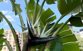 How to Grow Strelitzia: A Guide to the Bird of Paradise Plant