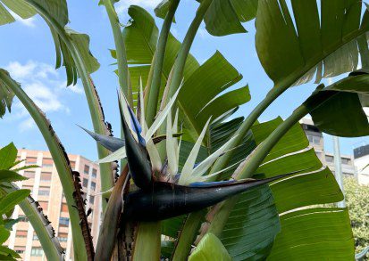 How to Grow Strelitzia: A Guide to the Bird of Paradise Plant