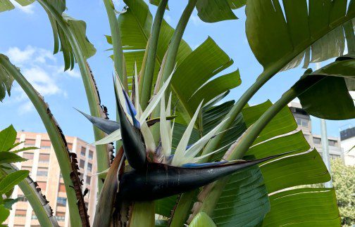 How to Grow Strelitzia: A Guide to the Bird of Paradise Plant