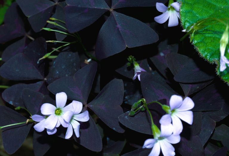 Growing Oxalis Triangularis: The Enchanting Purple Shamrock