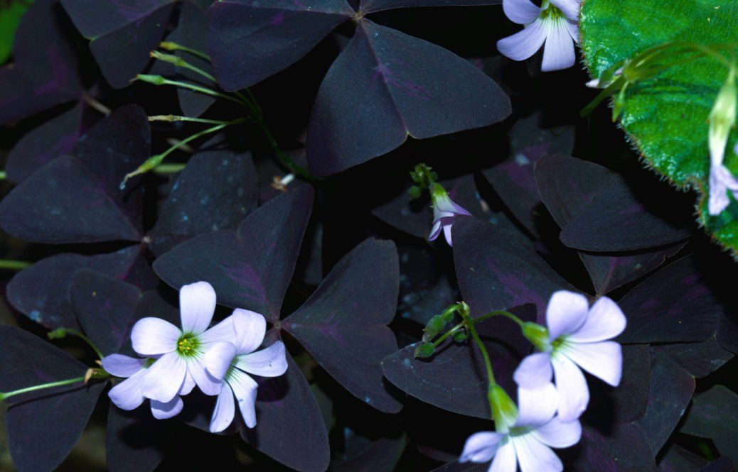 Growing Oxalis Triangularis: The Enchanting Purple Shamrock