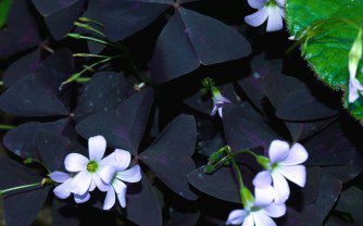 Growing Oxalis Triangularis: The Enchanting Purple Shamrock