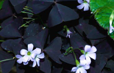 Growing Oxalis Triangularis: The Enchanting Purple Shamrock