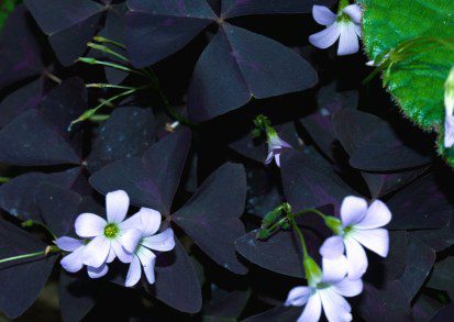 Growing Oxalis Triangularis: The Enchanting Purple Shamrock