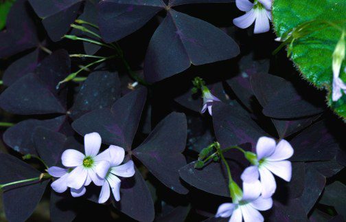 Growing Oxalis Triangularis: The Enchanting Purple Shamrock