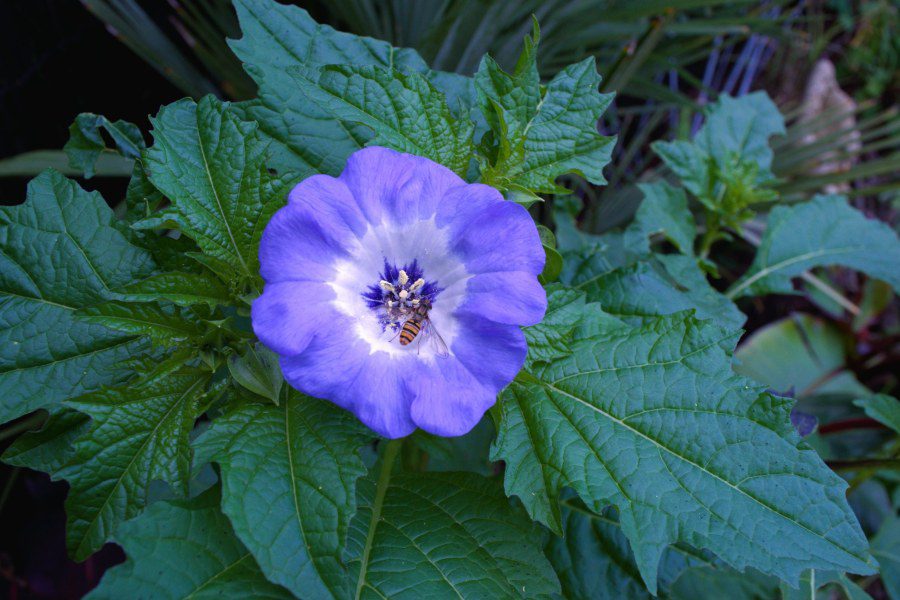 When to Sow Shoo Fly Seeds?