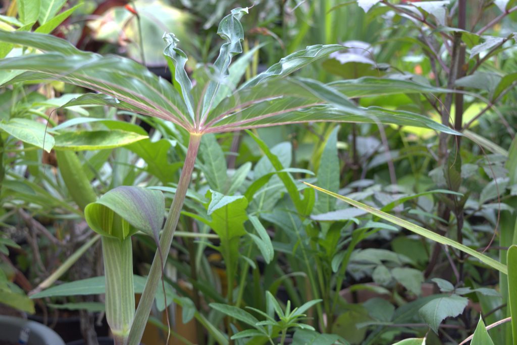 Arisaema consanguineum