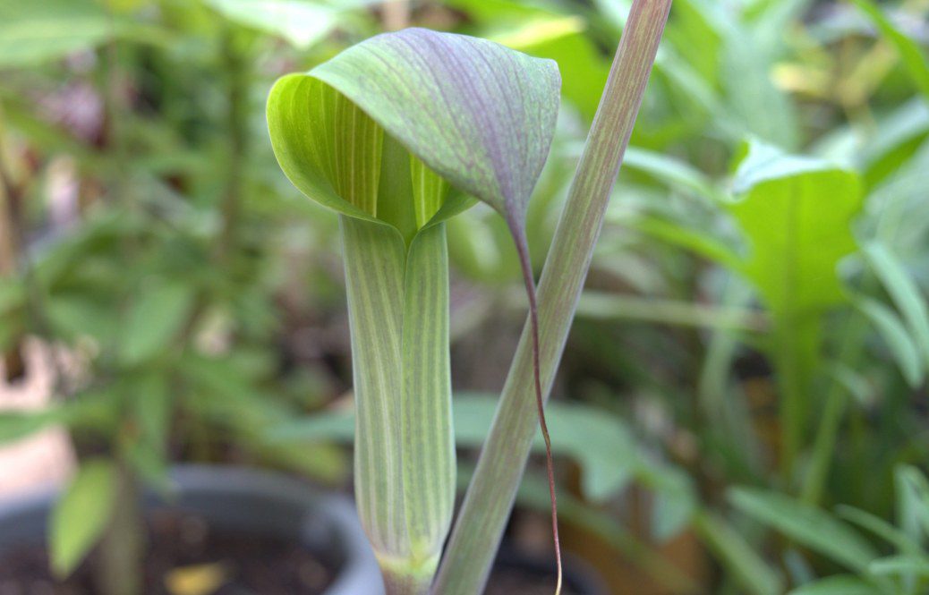 Growing Arisaema consanguineum in the UK: A Guide to Cultivating the Exotic Cobra Lily