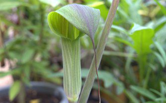 Growing Arisaema consanguineum in the UK: A Guide to Cultivating the Exotic Cobra Lily