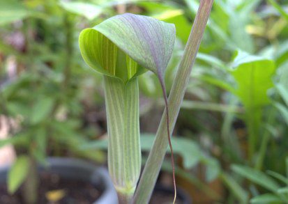 Growing Arisaema consanguineum in the UK: A Guide to Cultivating the Exotic Cobra Lily