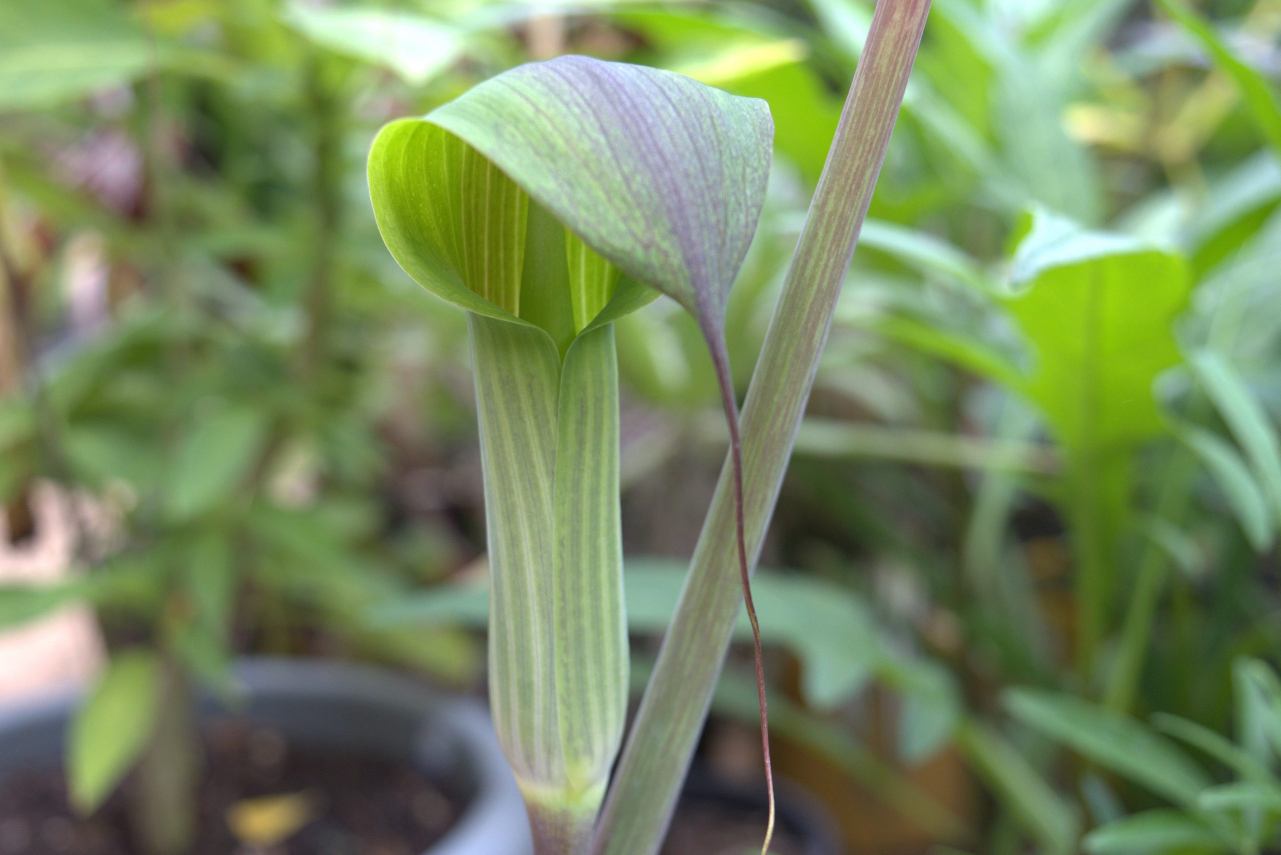 Arisaema consanguineum
