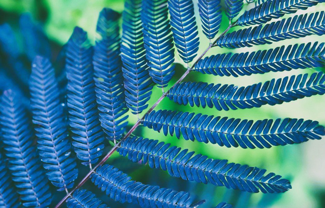 Silk Trees for Cool Climes: Top Albizia Varieties and How to Grow Them in the UK