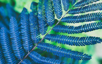 Silk Trees for Cool Climes: Top Albizia Varieties and How to Grow Them in the UK