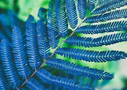 Silk Trees for Cool Climes: Top Albizia Varieties and How to Grow Them in the UK