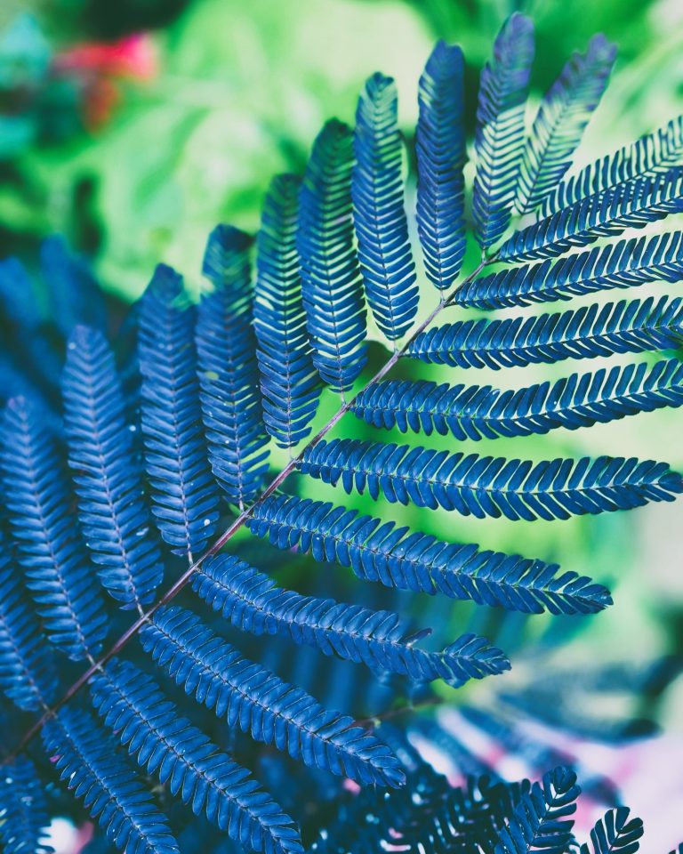 albizia