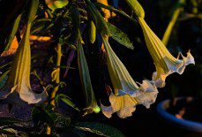 Just how toxic is Brugmansia?