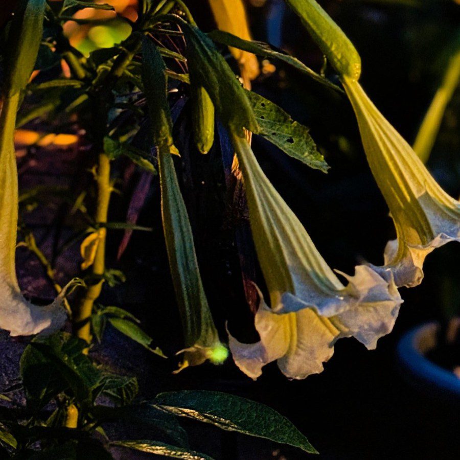 Just how toxic is Brugmansia?