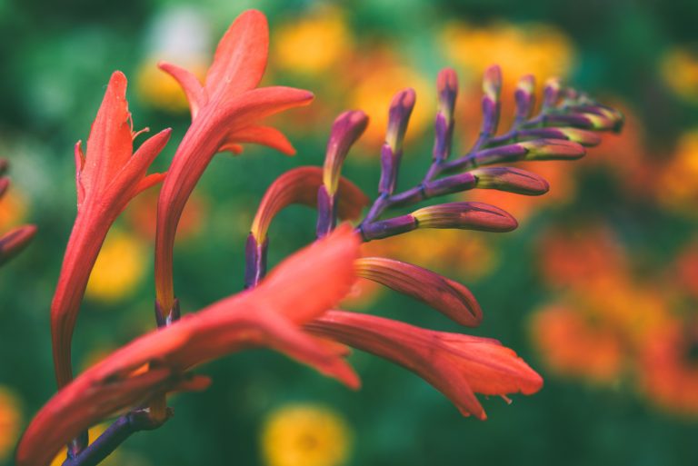 Crocosmias: The Devil’s Own Fire in Your UK Garden!