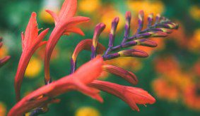 Crocosmias: The Devil’s Own Fire in Your UK Garden!