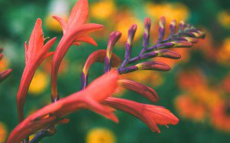 Crocosmias: The Devil’s Own Fire in Your UK Garden!