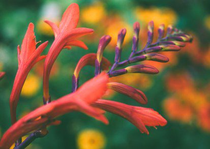 Crocosmias: The Devil’s Own Fire in Your UK Garden!