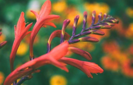 Crocosmias: The Devil’s Own Fire in Your UK Garden!