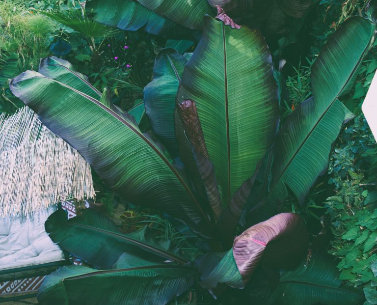 Top Five Purple Foliage Plants for a Tropical Garden: Adding Drama and Depth