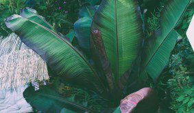 Top Five Purple Foliage Plants for a Tropical Garden: Adding Drama and Depth