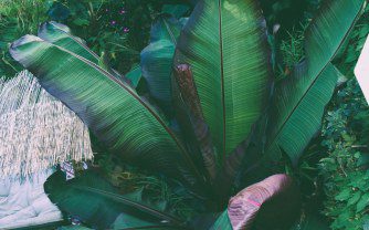 Top Five Purple Foliage Plants for a Tropical Garden: Adding Drama and Depth