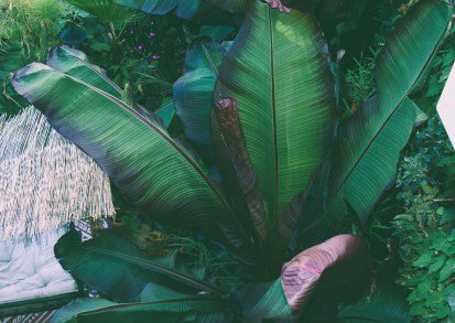 Top Five Purple Foliage Plants for a Tropical Garden: Adding Drama and Depth