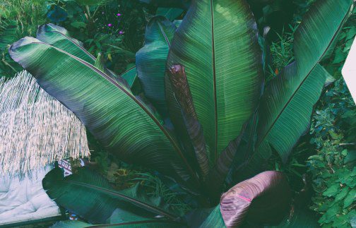 Top Five Purple Foliage Plants for a Tropical Garden: Adding Drama and Depth