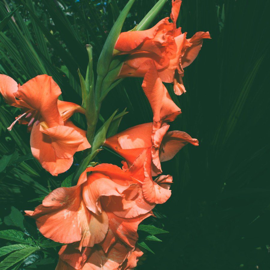 Can Gladioli be in a UK Tropical Garden?