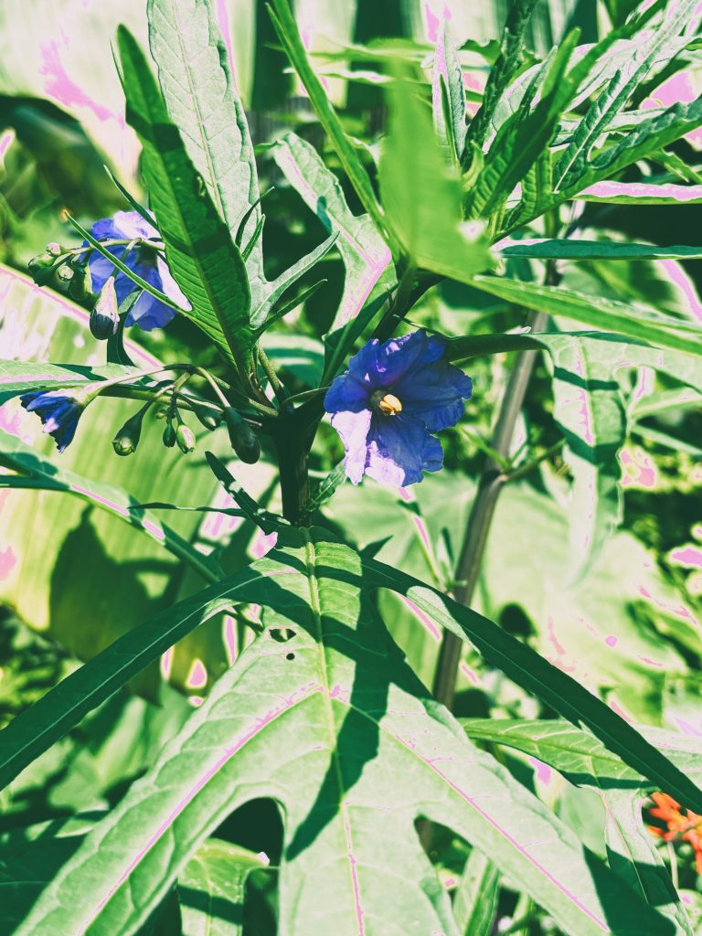 Kangaroo Apple: A Unique Addition to a UK Tropical-Style Garden