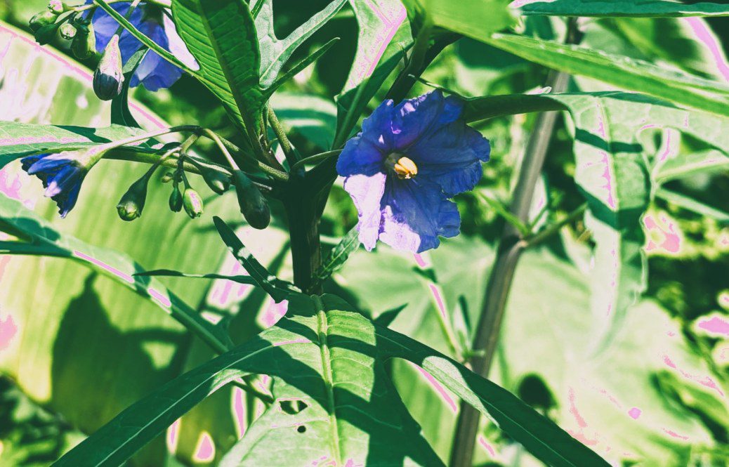 Kangaroo Apple: A Unique Addition to a UK Tropical-Style Garden