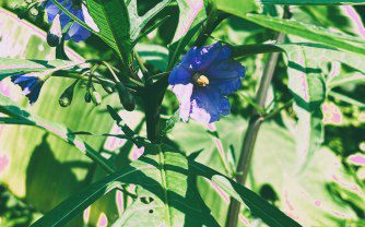 Kangaroo Apple: A Unique Addition to a UK Tropical-Style Garden