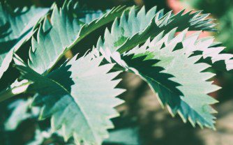 Five Plants with Serrated Leaves to Add Texture to a UK Tropical-Style Garden