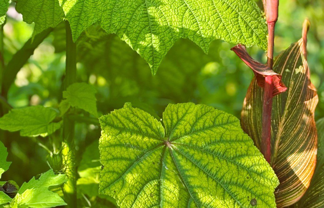 A Gardener’s Guide to Growing Sparrmannia Africana in the UK