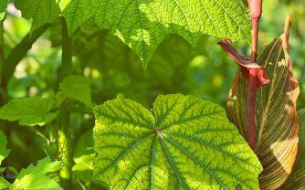 A Gardener’s Guide to Growing Sparrmannia Africana in the UK