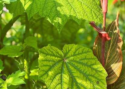 A Gardener’s Guide to Growing Sparrmannia Africana in the UK