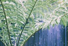 Are tree ferns sustainable?